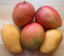 Ricetta facile dell'insalata di pollo e mango