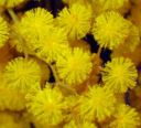 Ricette per la festa della donna: la pasta mimosa