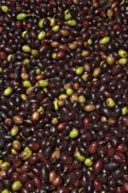 Impariamo a conoscere l'Olio / 1