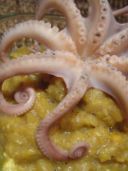 Consigli per acquistare un buon polpo
