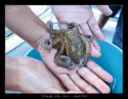 Pesce: come spellare il polpo
