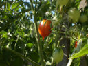 La vera ricetta della pappa al pomodoro