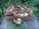 Ricette vegetariane: porcini ripieni