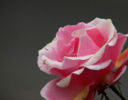 Cucina floreale:preparare il bowle di rosa