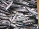 Ricette di pesce: la tortiera di sarde