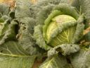Cucina russa: lo sci’ di cavoli e funghi