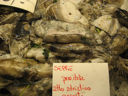 Ricette facili: seppioline ripiene