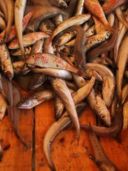 Yom Kippur ebraico: le triglie con uvetta e pinoli