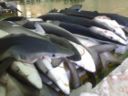 Secondi di pesce: trance di verdesca in agrodolce