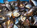 Impepata di cozze