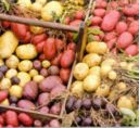 Oltre 350 varietà di patate da tutto il mondo in ...... passerella al castello di Terrarossa