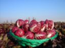 Spaghetti al radicchio con scamorza, primo piatto d’autunno