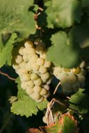Vitigni e vini dell’Alto Adige, il Kerner