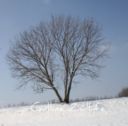 Bianco di neve