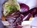 TEMPO DI RADICCHIO