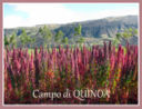 La quinoa