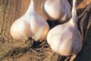 Secondi piatti: bistecca all’aglio