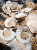 Ricette natalizie: capesante con pinoli