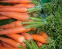 Ricette verdure: carote al latte di cocco