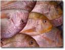 Ricette pesce: dentice con salsa alle mandorle