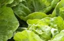 Ricette insalata: lattuga e arancia