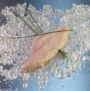 Ricette pesce: San Pietro al tegame