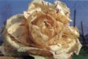 Contorni: radicchio al cartoccio