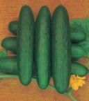 Cucina spagnola: i cetrioli ripieni (pepinos rellenos)