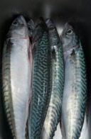Ricette pesce: sgombri in salsa piccante