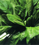 Ricette uova: bazzotte con spinaci e taleggio
