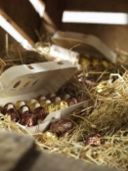 Uova di Pasqua: la novità originale di Cafè-Tasse