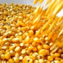 Antipasti: frittatine di mais