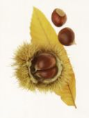 Ricette dolci: castagne al profumo di arancia