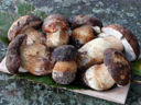 Cucina ligure: funghi al funghetto