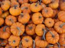 Ricette primi piatti: gnocchi alla zucca