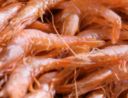 Ricette primi: ravioli di pesce con ragù di gamberi