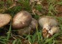 Ricette contorni: funghi alla pugliese