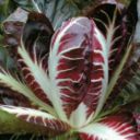 Ricette antipasti: tortino di patate e radicchio
