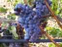 Vini e vitigni autoctoni della Puglia, Uva di Troia