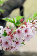 Come fare Hanami?