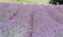 La Lavanda