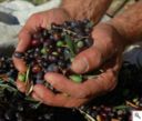 Ricette liguri con olive taggiasche