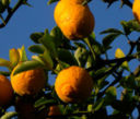 Gli Oli Essenziali – Arancio Amaro