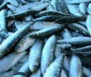 Il Pesce azzurro – proprietà e come cucinarlo