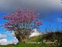 E’ Primavera, tempo di fiori…