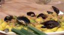 PASTA CON COZZE E VRUOCCULI ARRIMINATI: LA RICETTA