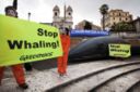 Greenpeace, in c**o alla balena