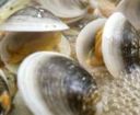 Vongole fuorilegge per un millimetro: la legge europea che mette in crisi un settore