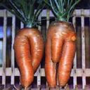 La settimana dei vegetariani che non scop**o