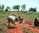 Rosarno: braccia (nere) rubate all’agricoltura